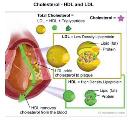 Cholesterol cao và nguy cơ tim mạch