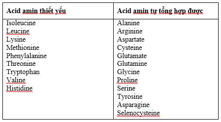 Vai trò của acid amin đối với sức khỏe