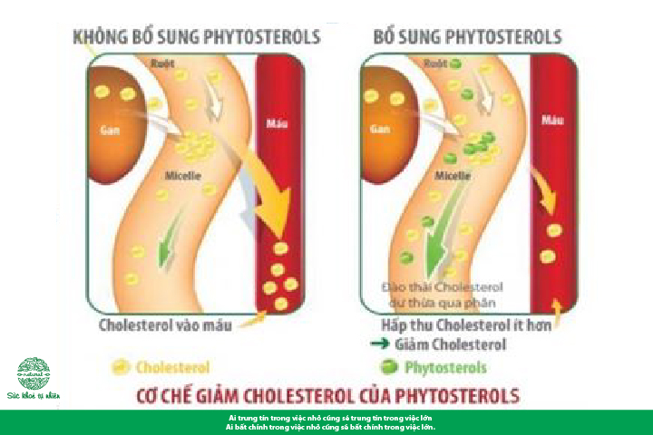 Phytosterol ngăn chặn cholesterol xấu, phòng ngừa nhiều bệnh tật