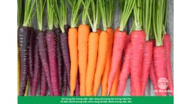 Tác dụng của cà rốt trong việc bảo vệ sức khỏe